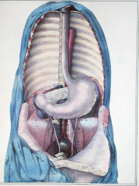 Anatomia do esôfago e do estômago, de 