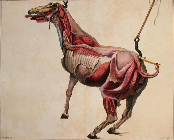 Cavalo flayed, de 