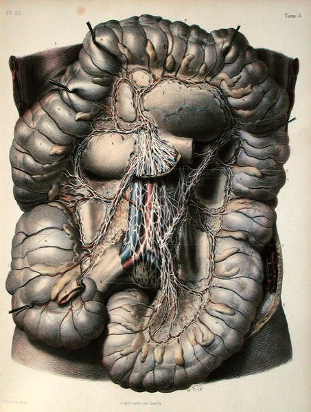 Os nervos do intestino grosso, O Cérebro, placa de 