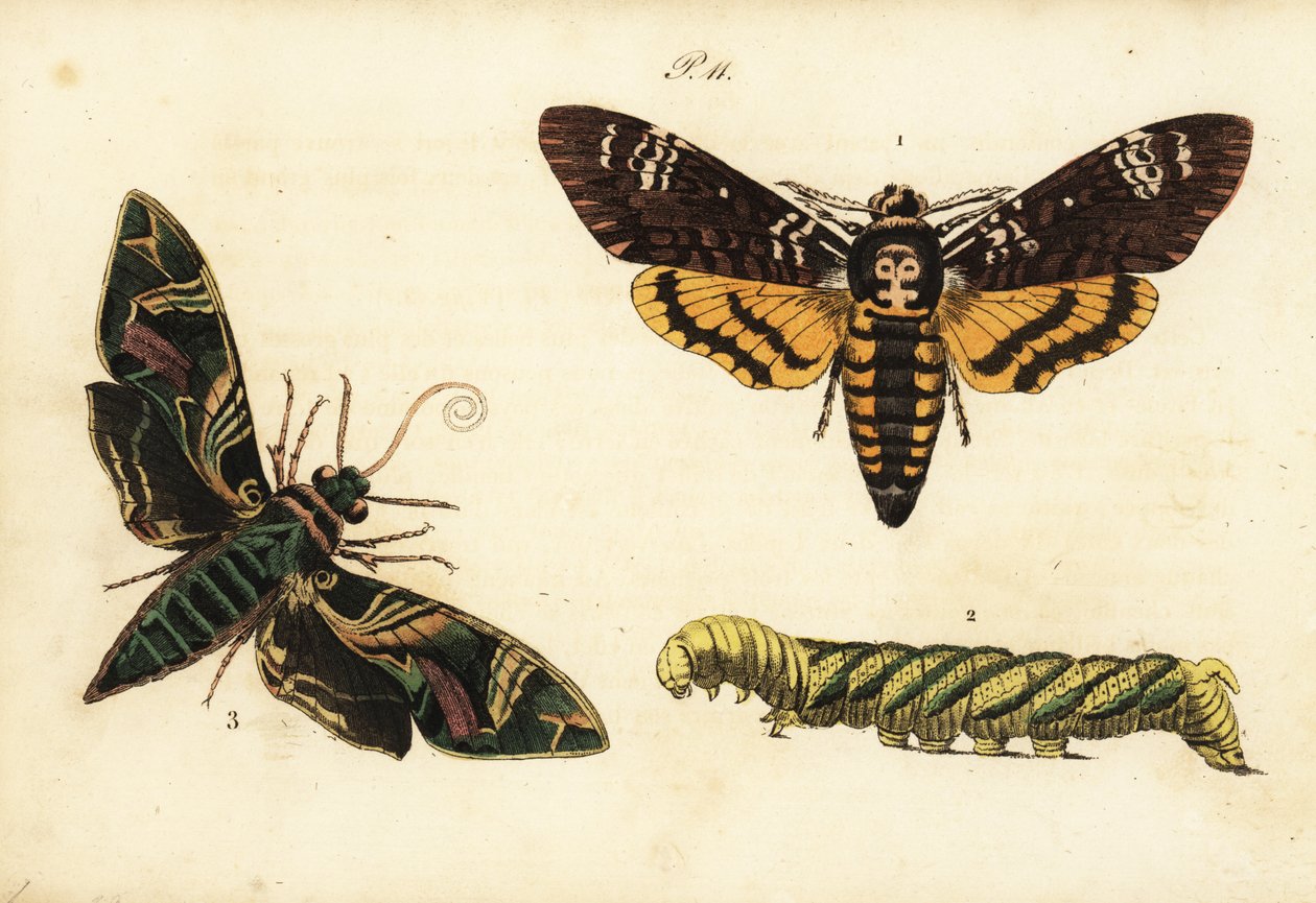 Mortes africanas, cabeça de gavião e larva, Acherontia atropos 1,2 e oleandro gavião-mariposa, Daphnis nerii 3 de Unknown