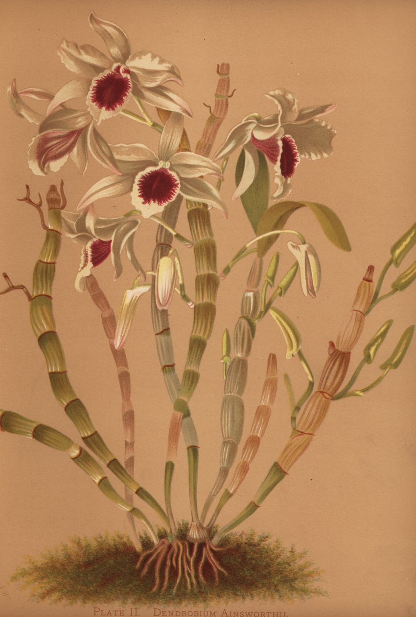 Orquídea híbrida de dendrobium Ainsworths, Dendrobium x ainsworthii de Unknown