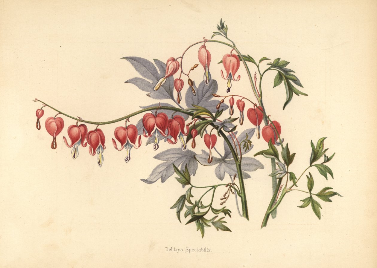coração sangrando asiática, Lamprocapnos spectabilis (Delitrya spectabilis) de Unknown