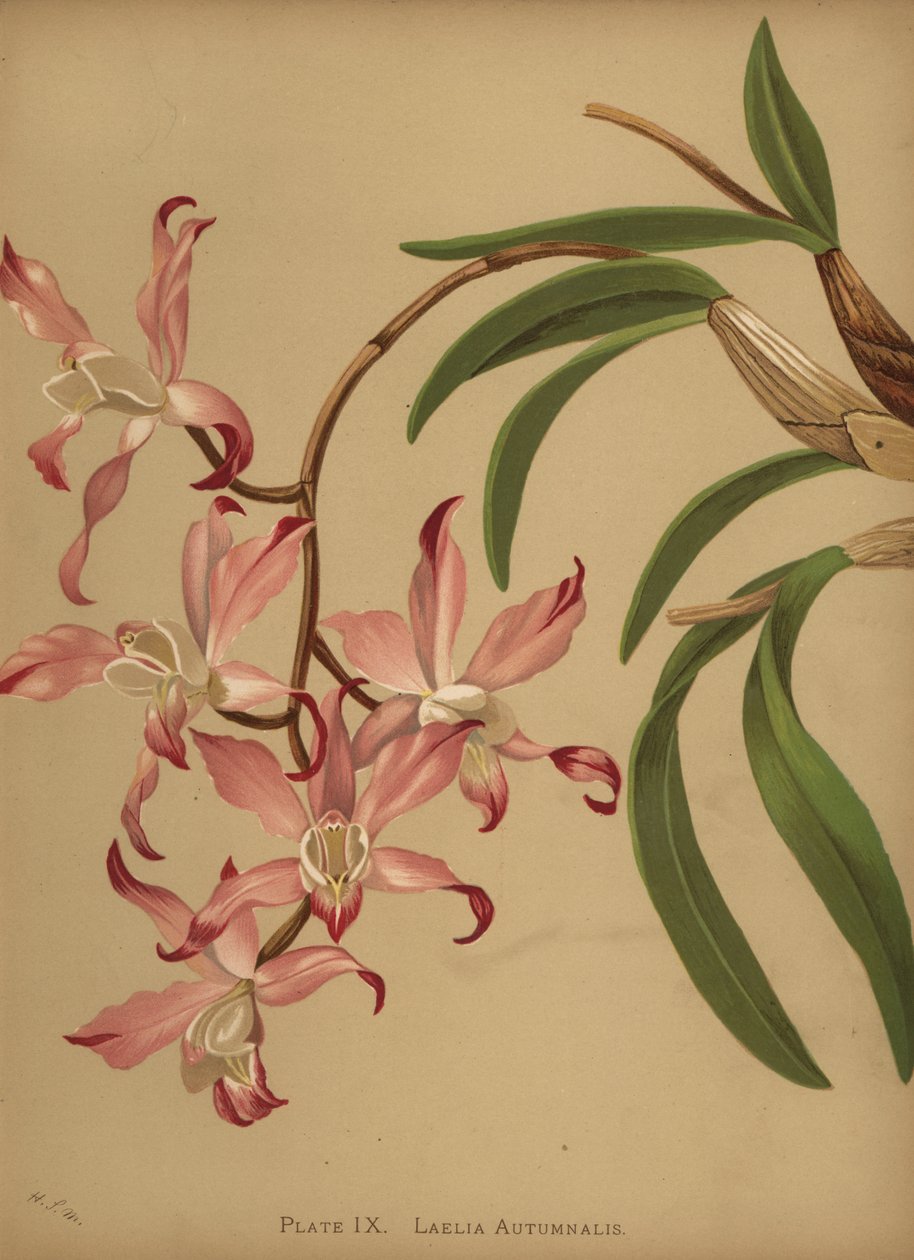 Outono laelia orquídea, Laelia autumnalis de Unknown