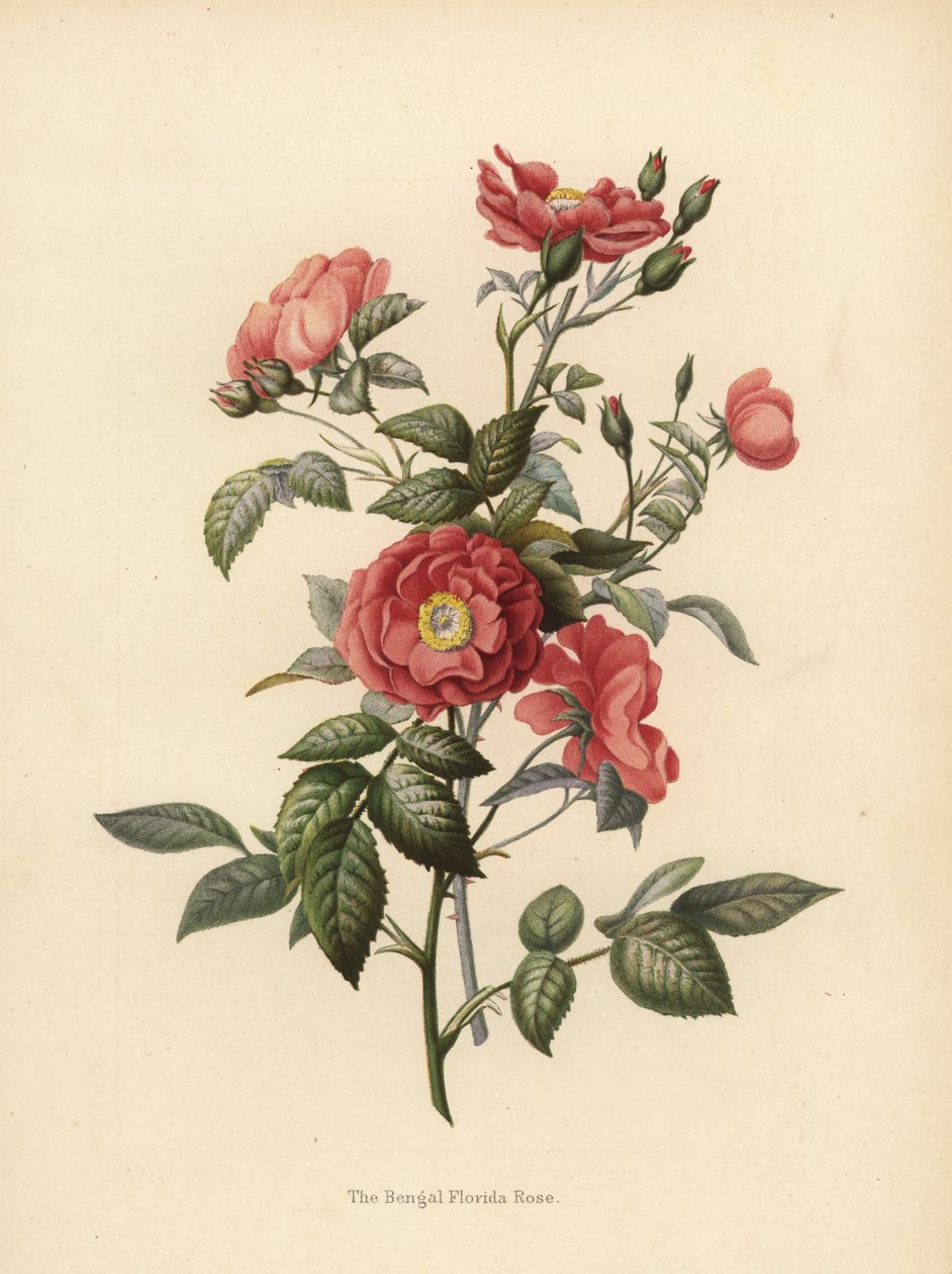 Bengala Flórida rosa, Rosa chinensis (Rosa bengalensis) de Unknown