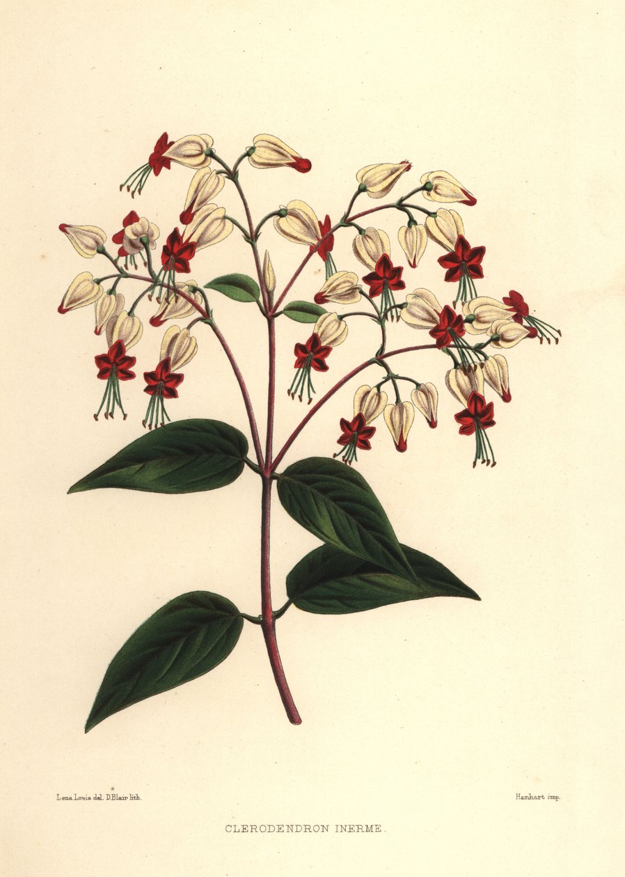 Sangramento de glória-caramanchão ou beleza arbusto, Clerodendrum thomsoniae (Clerodendron inerme, Clerodendron thomsones) de Unknown