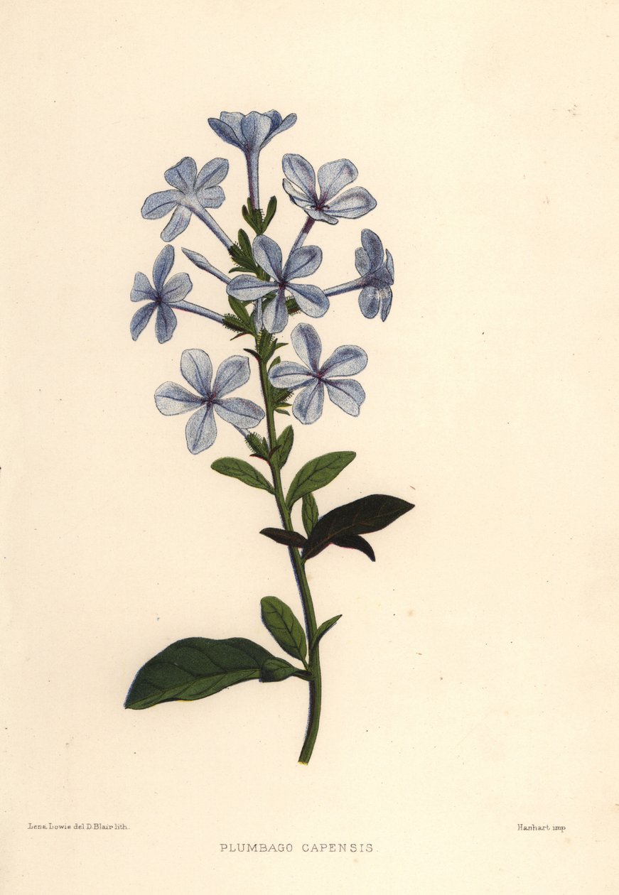 Plumbago azul ou leadwort do cabo, Plumbago auriculata (Plumbago capensis) de Unknown