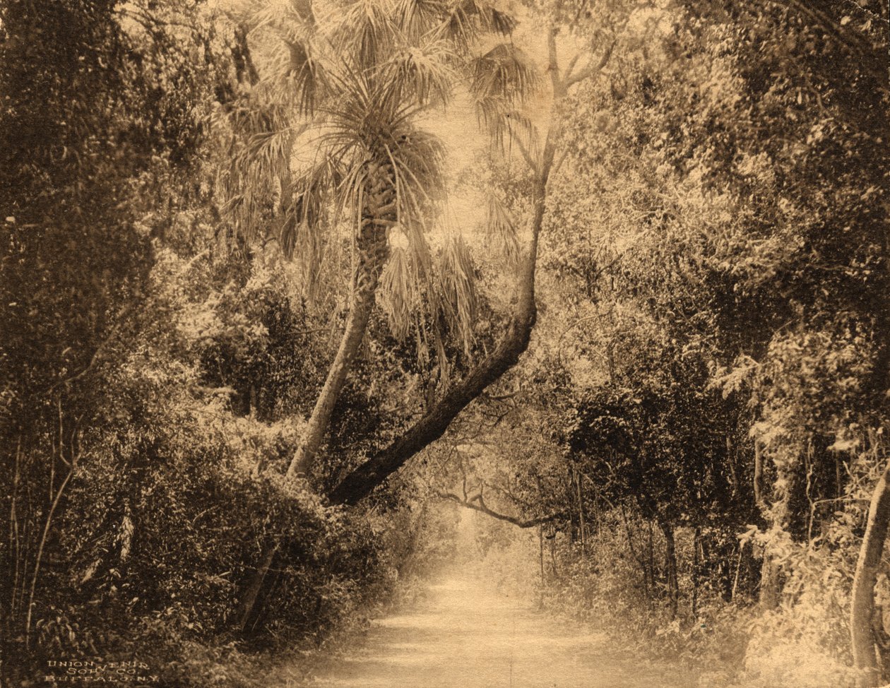 Brickell Hammock, Flórida, c.1910 de Unknown