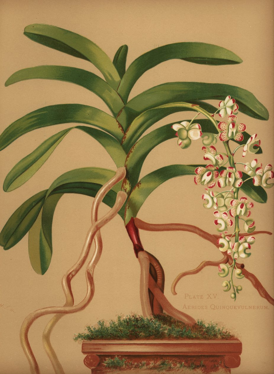 Gatos-cauda ou orquídea escova raposa, Aerides quinquevulnera de Unknown