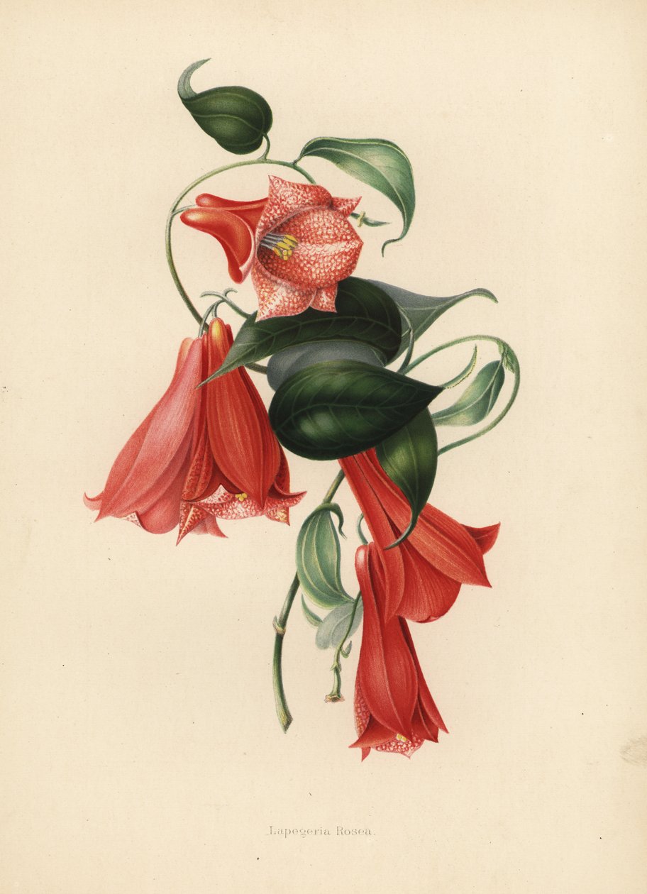 Bellflower chileno ou copihue, Lapageria rosea (Lapegeria rosea) de Unknown