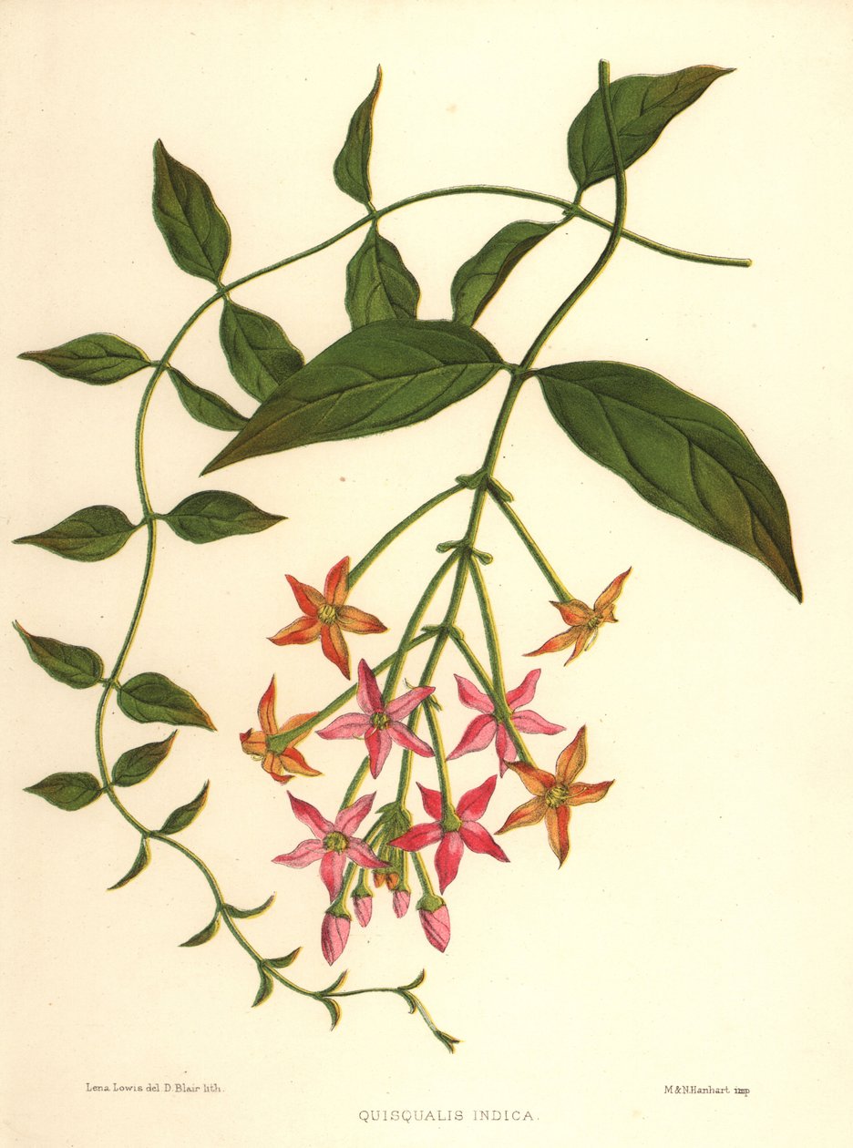 Madressilva chinesa ou trepadeira de Rangum, Combretum indicum (Quisqualis indica) de Unknown