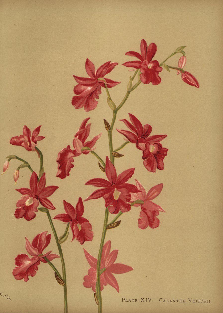 Híbrido de orquídea de Natal, Calanthe x veitchii de Unknown