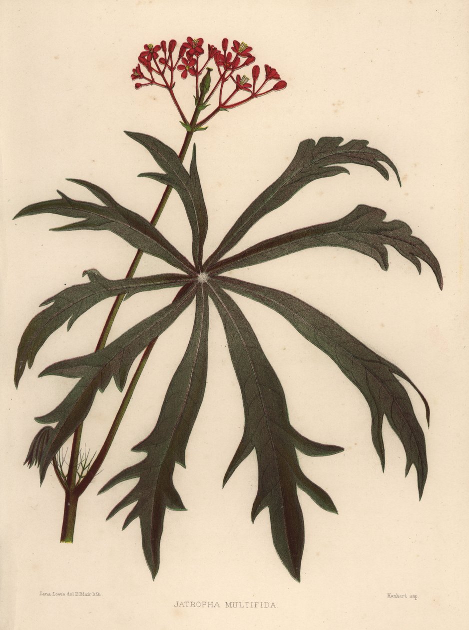 Coralbush, Jatropha multifida de Unknown