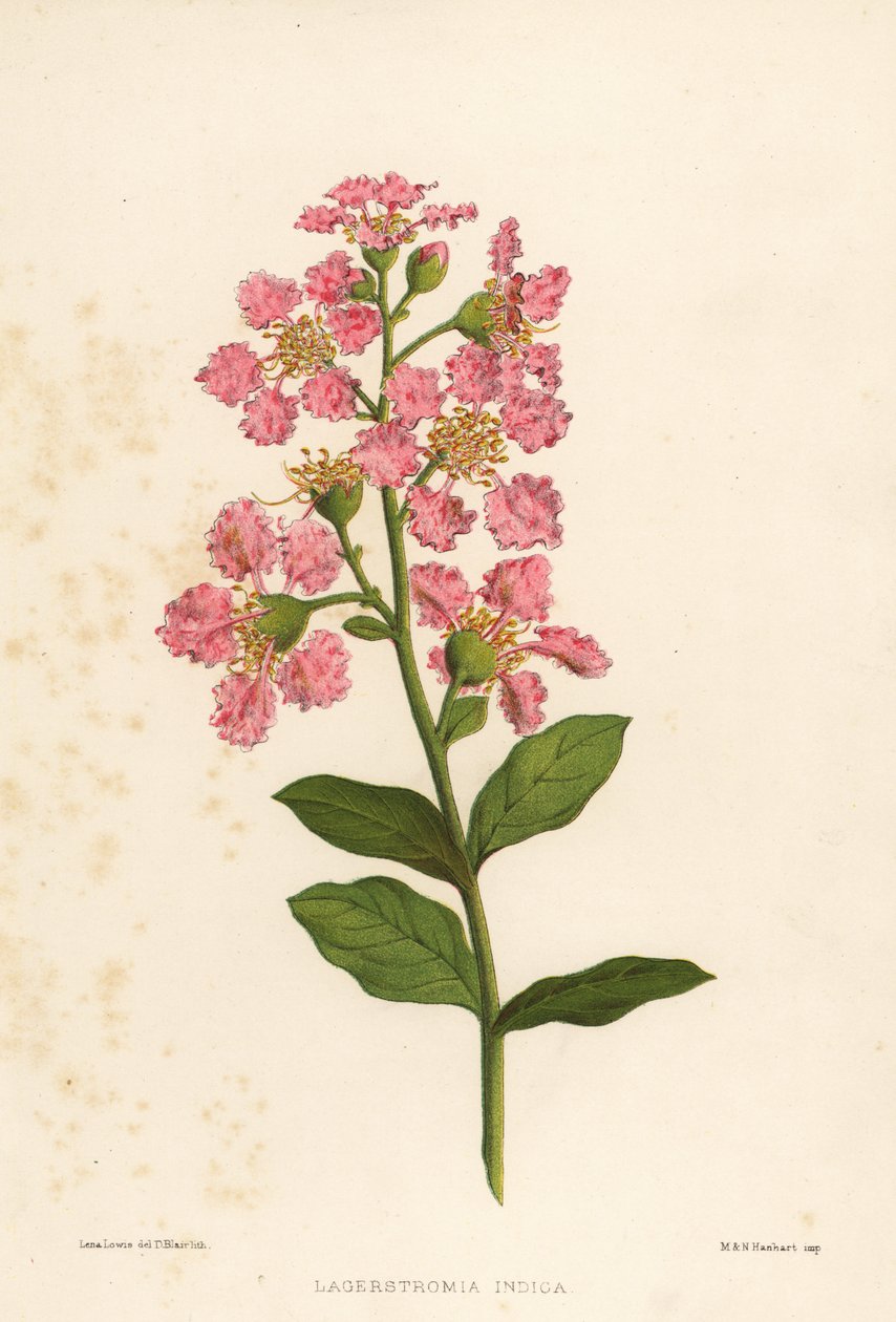 Cramp myrtle, Lagerstromia indica de Unknown