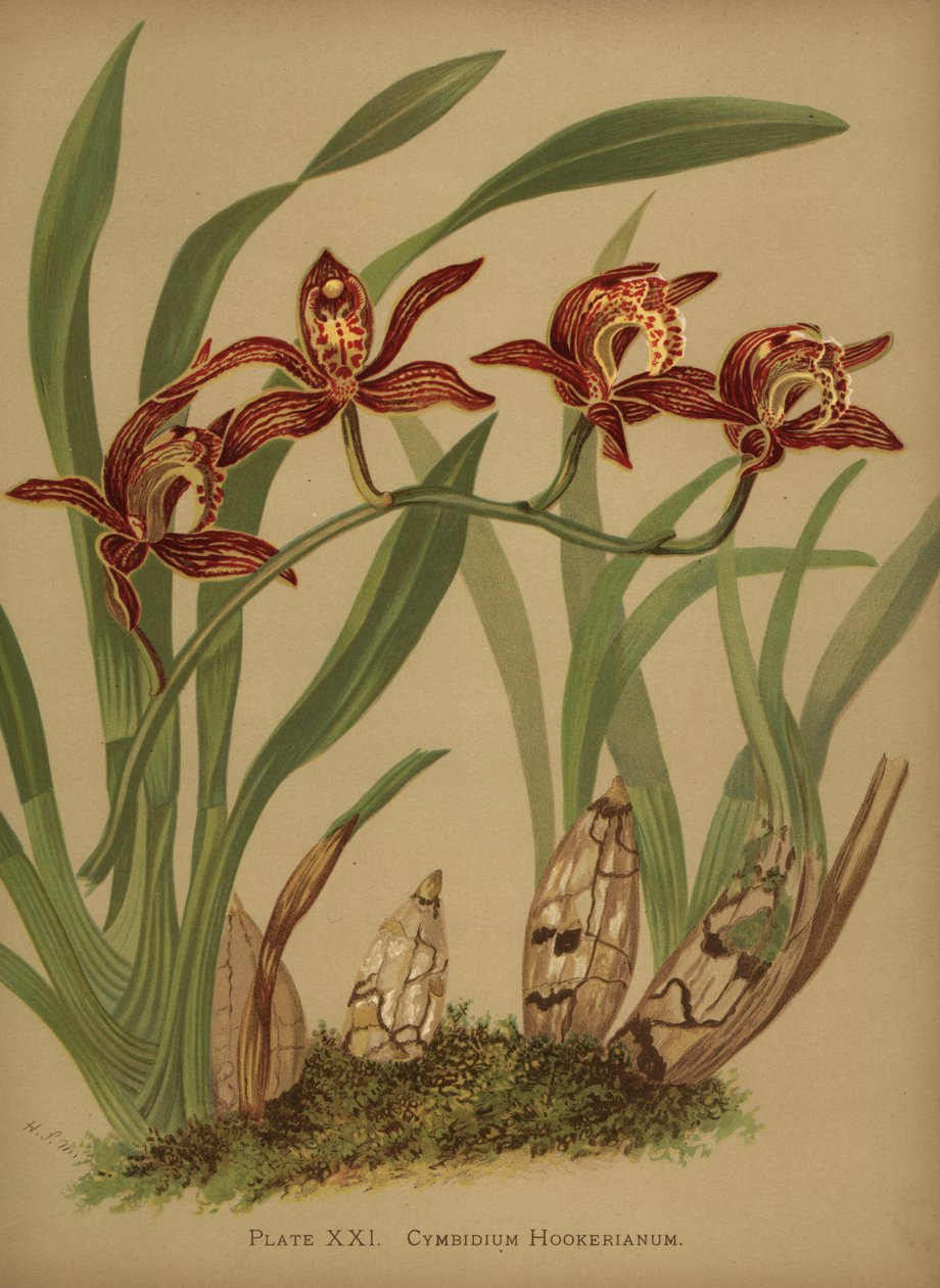 Orquídea do hookerianum do Cymbidium de Unknown