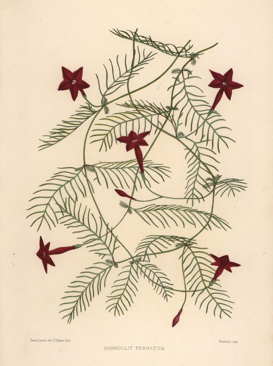 Ciprestes ou cypressvine corriola, Ipomoea quamoclit (Quamoclit pennatum) de Unknown