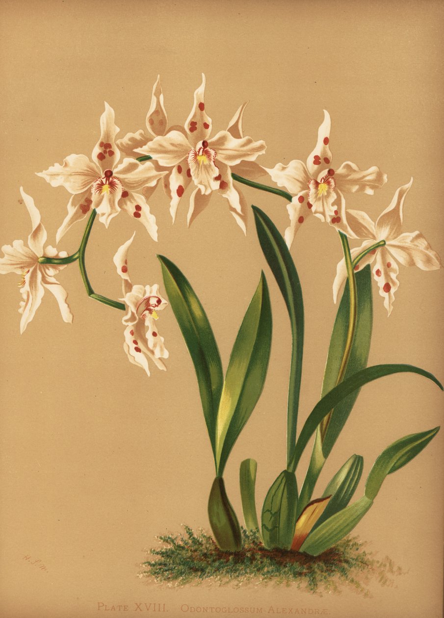 Dança da orquídea, Oncidium alexandrae (Odontoglossum alexandrae) de Unknown