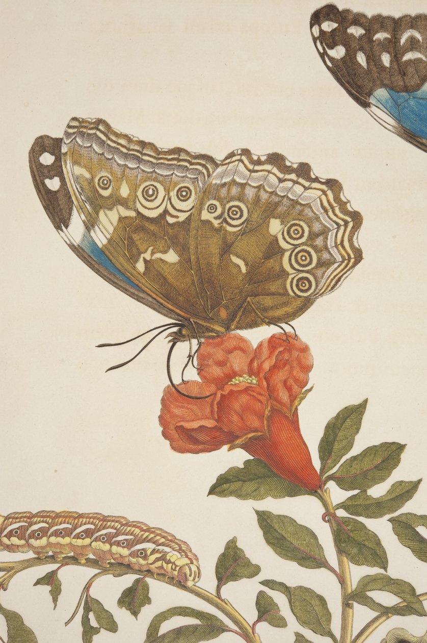 Detalhe da Placa IX da Metamorfose Insectorum Surinamensium de Maria Sibylla Merian, 1705 de Unknown
