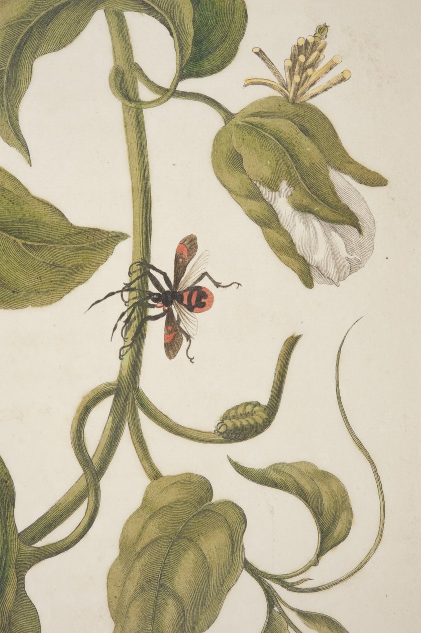 Detalhe da Placa XXI da Metamorfose Insectorum Surinamensium de Maria Sibylla Merian, 1705 de Unknown