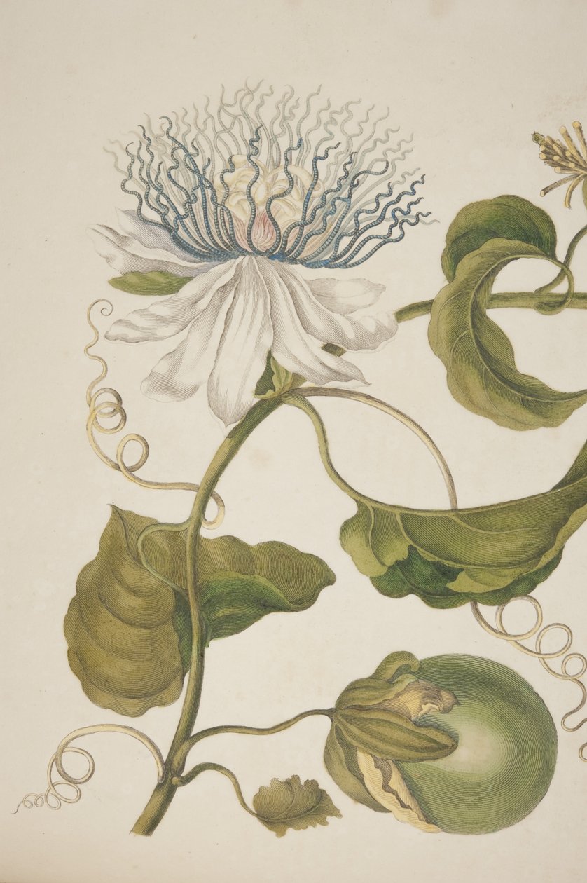 Detalhe da Placa XXI da Metamorfose Insectorum Surinamensium de Maria Sibylla Merian, 1705 de Unknown