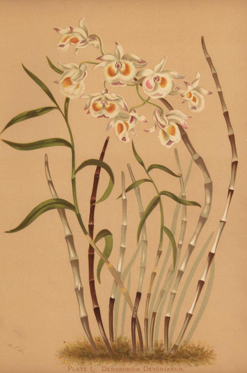 Orquídea Dendrobium, Dendrobium devonianum de Unknown