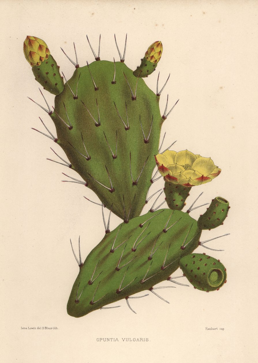 Pêra espinhosa oriental, Opuntia ficus-indica (Opuntia vulgaris) de Unknown
