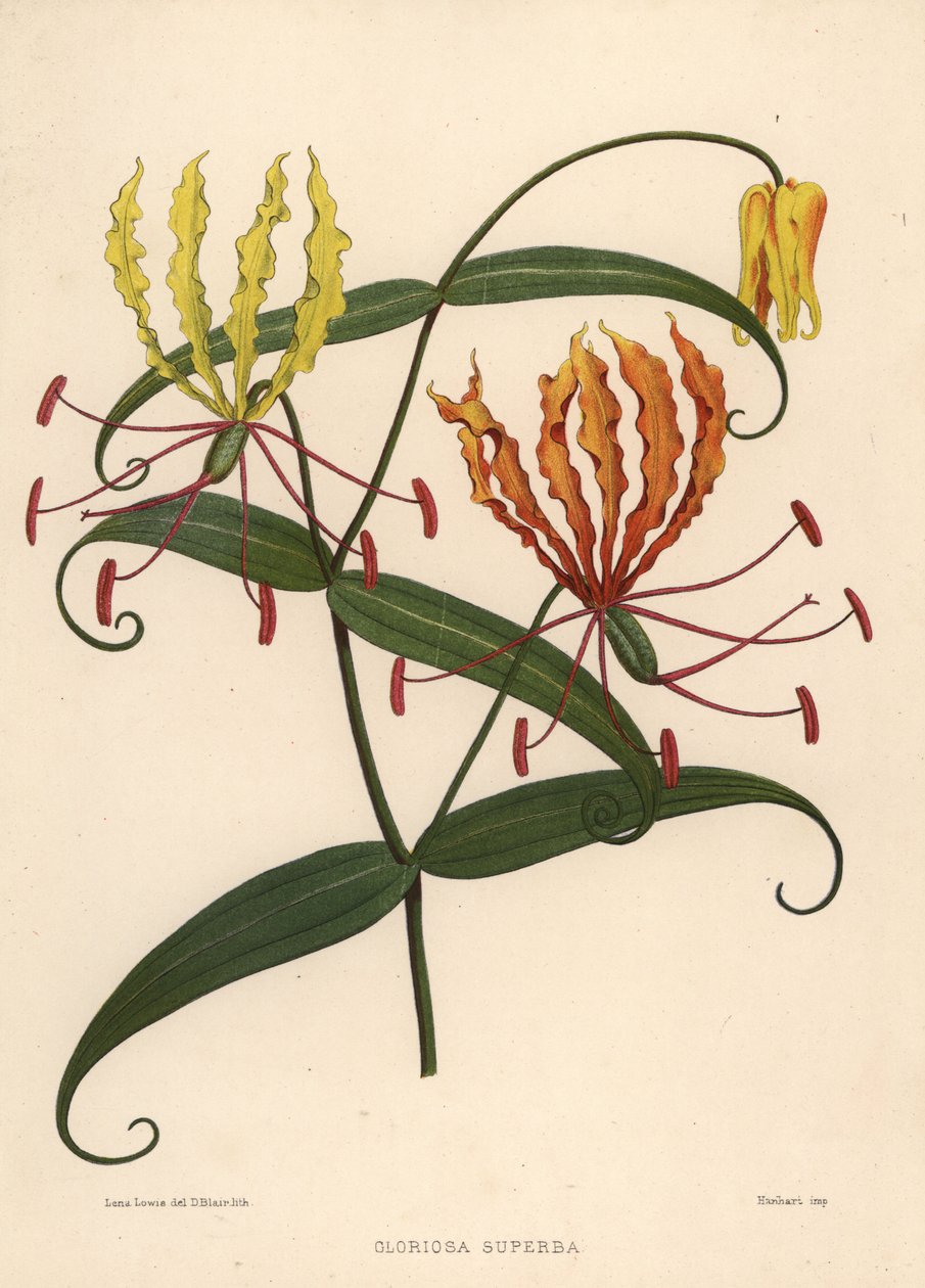 Flame Lily Gloriosa soberba de Unknown