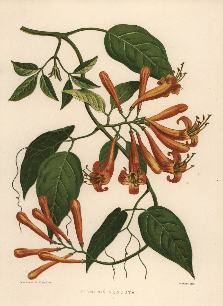 Flamevine ou laranja Trumpetvine Pyrostegia venusta (Bignonia venusta) de Unknown