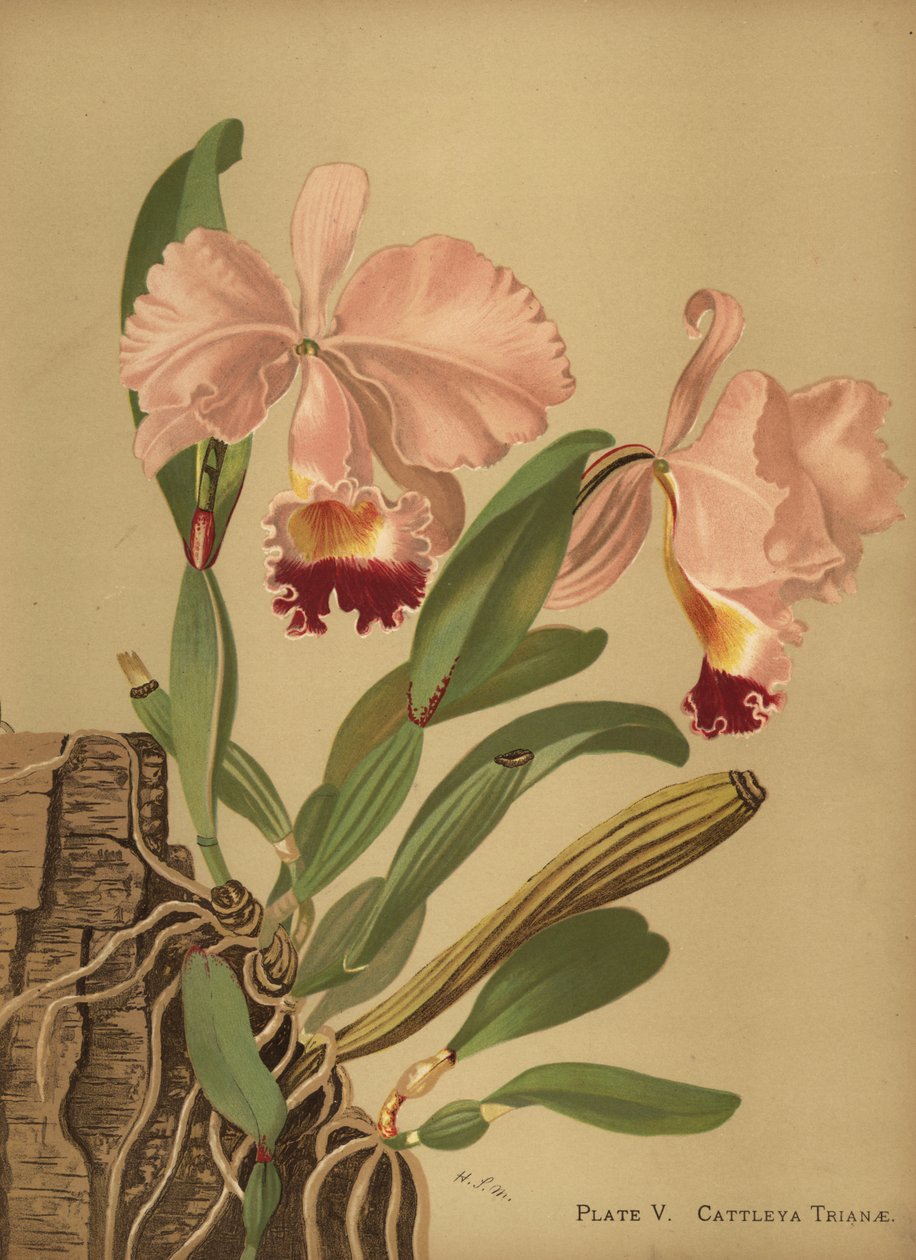 Flor de Mayo ou Orquídea de Natal, Cattleya trianae de Unknown