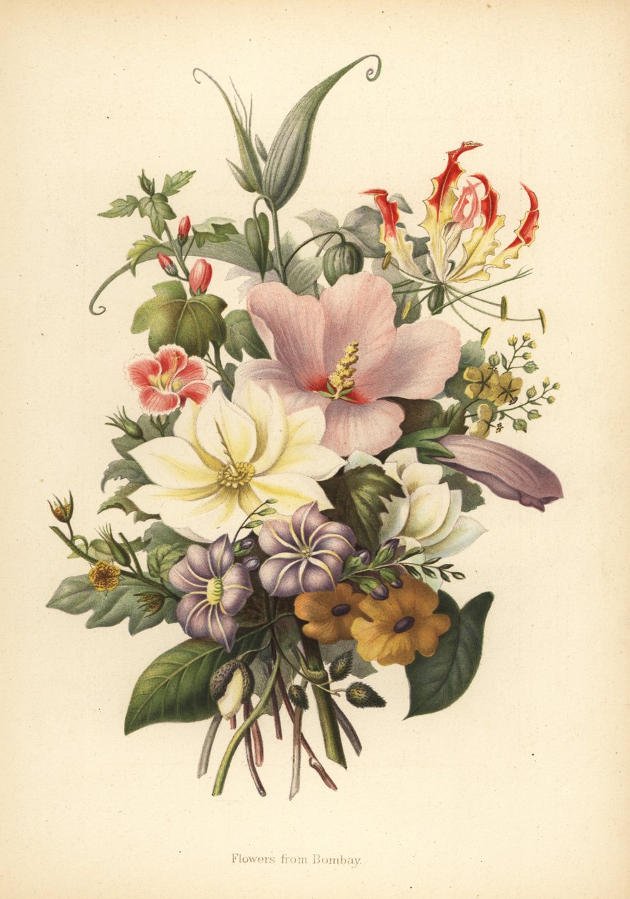 Flores de Bombaim, Índia de Unknown