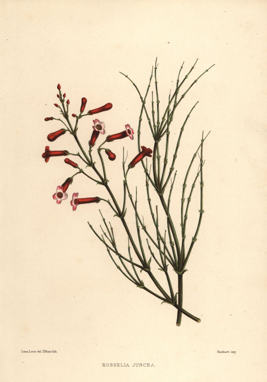 Plantas de Fountainbush ou firecracker, Russelia equisetiformis (Russelia juncea) de Unknown
