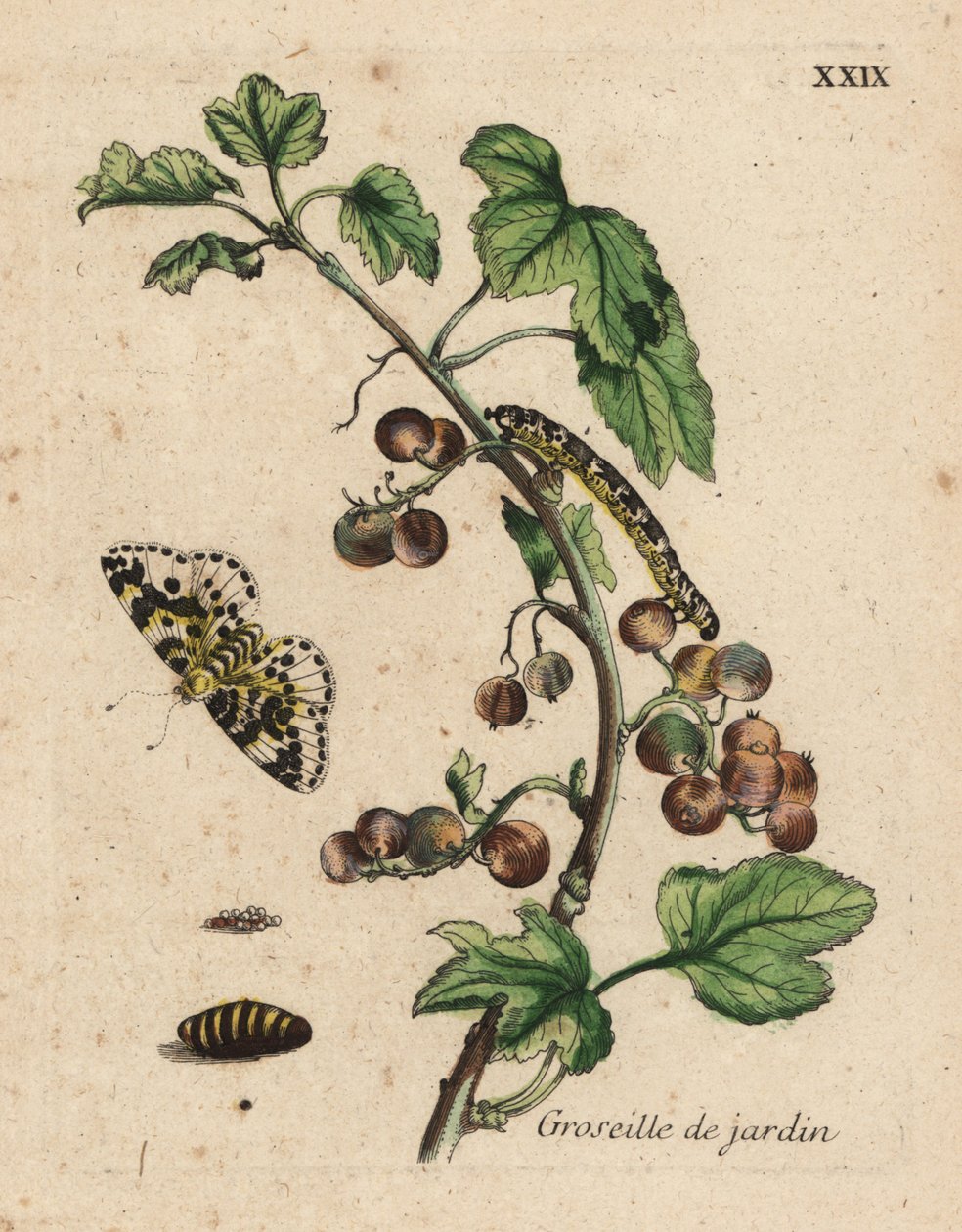 Planta de groselha, grosaille de jardin, Ribes uva-crispa com mariposa, lagarta e pupa, placa XXIX de Unknown