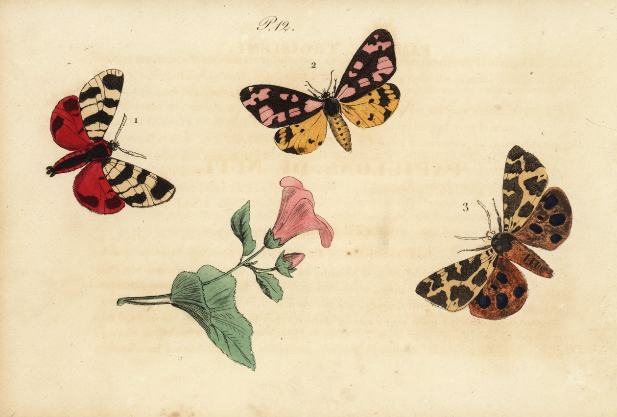 Traça do tigre de Hebe, Arctia festiva 1, tigre da mancha-de-creme, Epicallia villica 2, e traça do tigre do jardim, Arctia caja 3. Ecaille hebe, Ecaille fermiere, Ecaille martre de Unknown