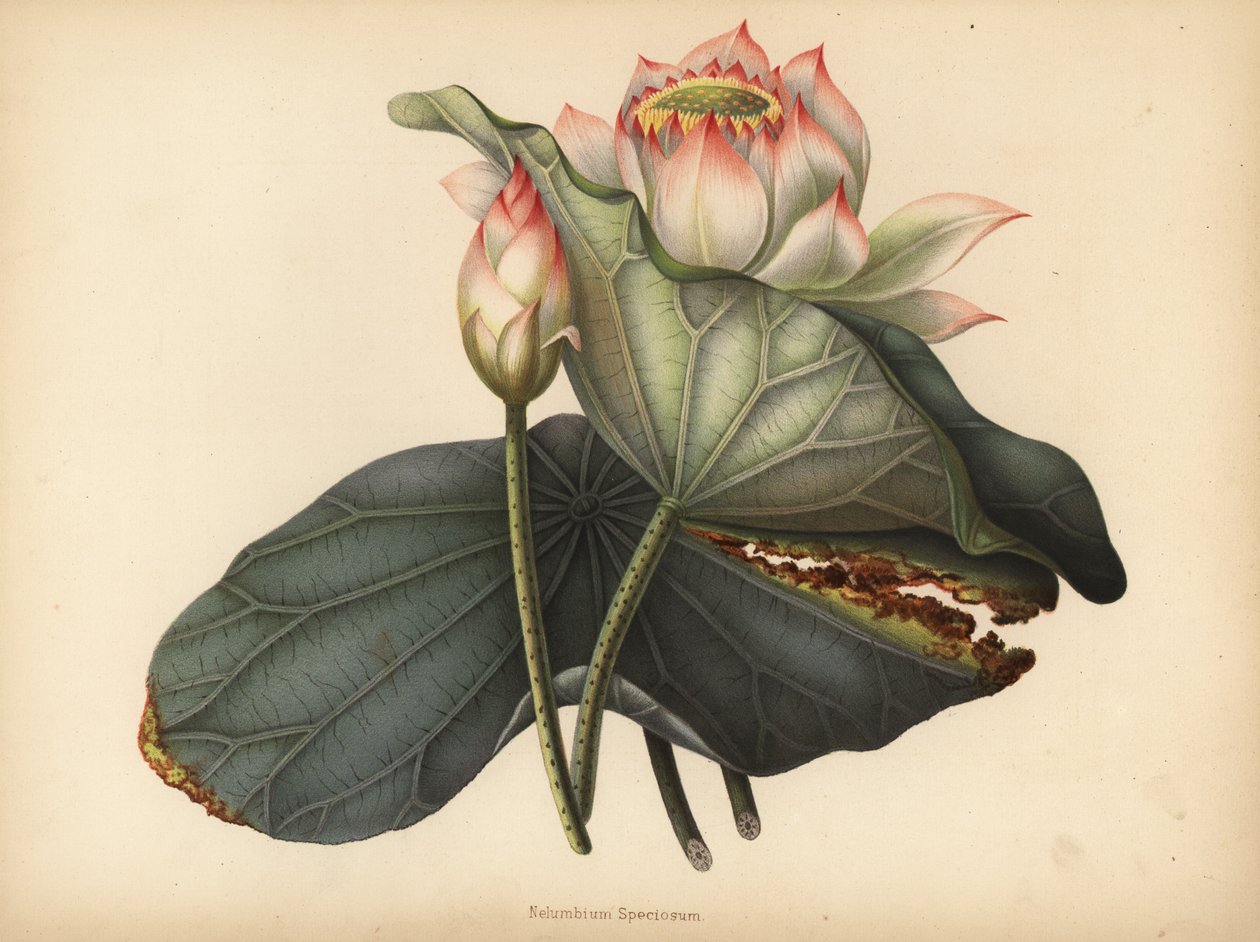 Lótus indiano, Nelumbo nucifera (Nelumbium speciosum) de Unknown