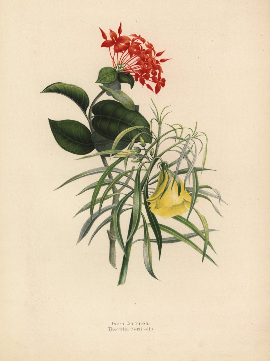 Gerânio da selva, Ixora coccinea e oleandro amarelo, Thevetia neriifolia, Cascabela thevetia de Unknown
