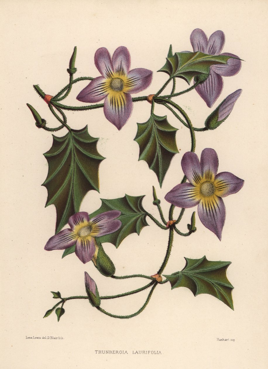 Laurel clockvine ou videira trombeta azul, Thunbergia laurifolia de Unknown