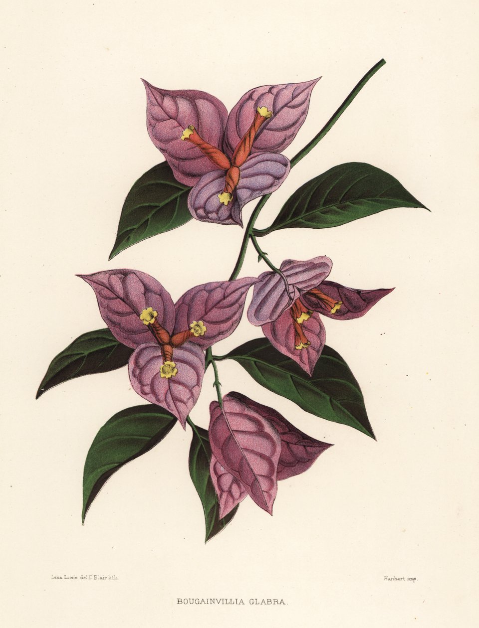 Bougainvillea menor ou paperflower, Bougainvillea glabra (Bougainvillia glabra) de Unknown