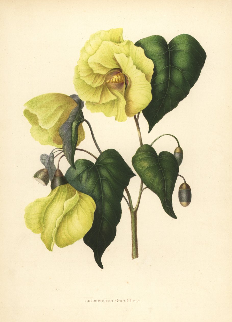 Magnolia pterocarpa extinta de Unknown