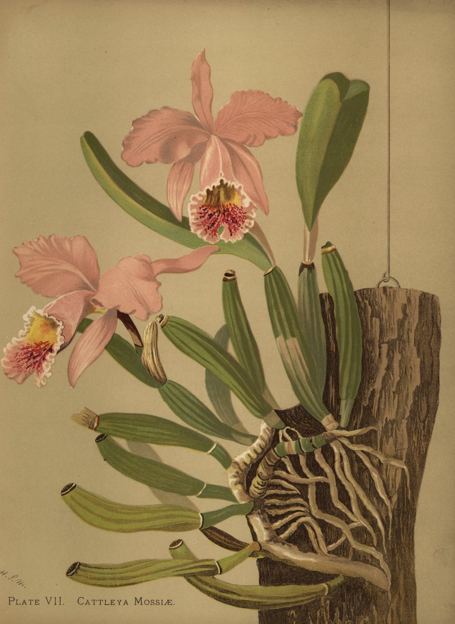 Musgos cattleya ou orquídea de Páscoa, Cattleya mossiae de Unknown