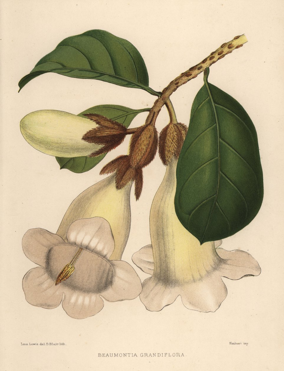 Flor de trombeta de Nepal ou trombeta de arautos, Beaumontia grandiflora de Unknown