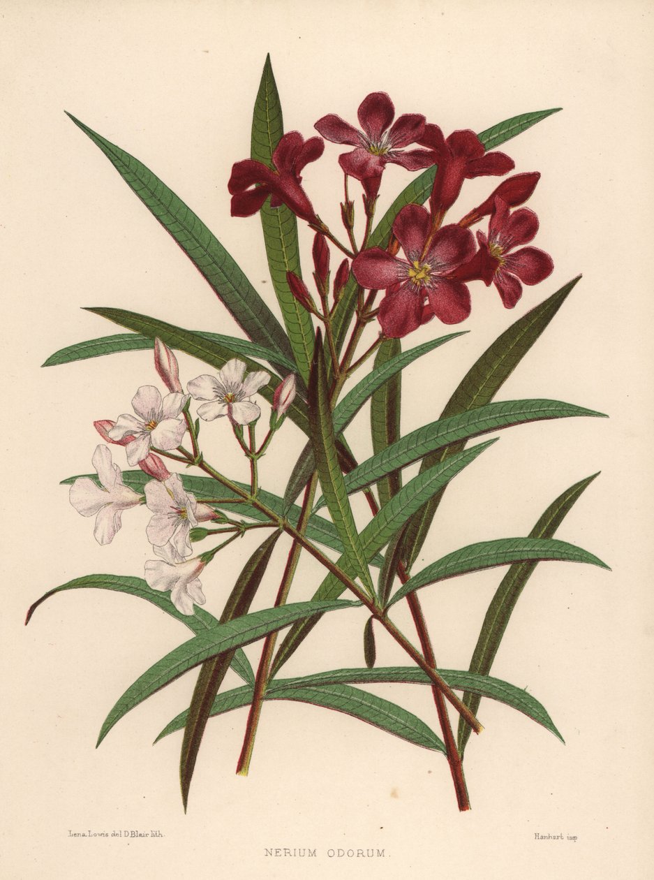 Nerium oleander ou, Nerium oleander (Nerium odor) de Unknown