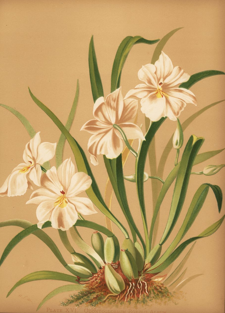 Orquídea amor-perfeito, Miltoniopsis roezlii (álbum Odontoglossum roezlii) de Unknown