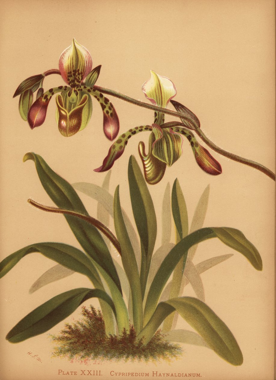 Orquídea de Paphiopedilum haynaldianum (Cypripedium haynaldianum) de Unknown