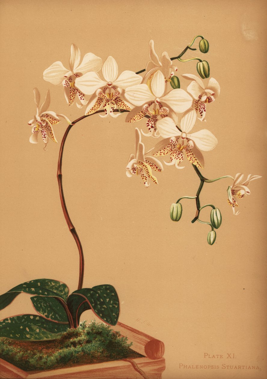 Orquídea phalaenopsis stuartiana de Unknown
