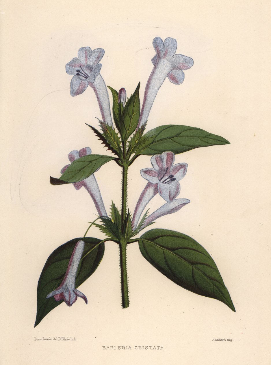 Violeta filipina, barleria bluebell ou violeta filipino com crista, Barleria cristata de Unknown