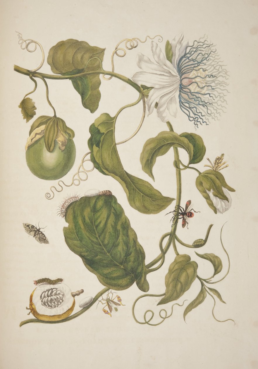 placa metamorfose de insectos 21 a partir Surinamensium por Maria Sibylla Merian, 1705 de Unknown