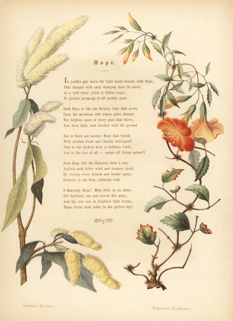 Poema com borda floral de ukshi, Getonia floribunda e videira trombeta, Campsis radicans de Unknown