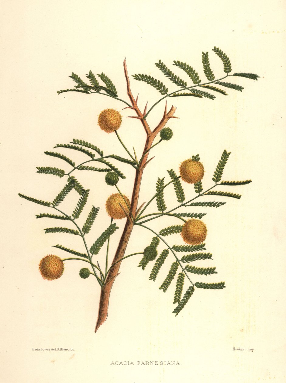 Acácia doce ou arbusto de agulha, Acacia farnesiana de Unknown