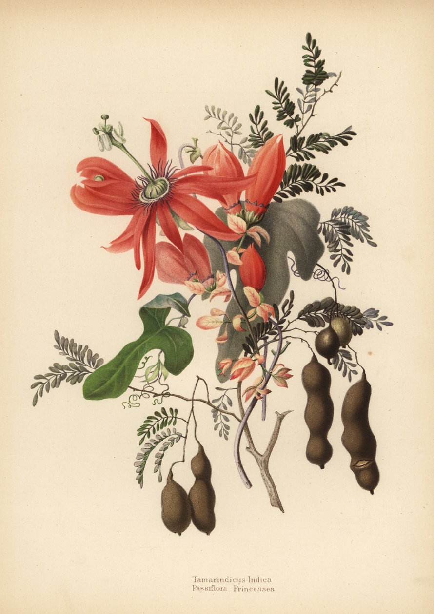 Tamarindo, Tamarindus indica e maracujá vermelho, Passiflora racemosa (Passiflora princeps) de Unknown