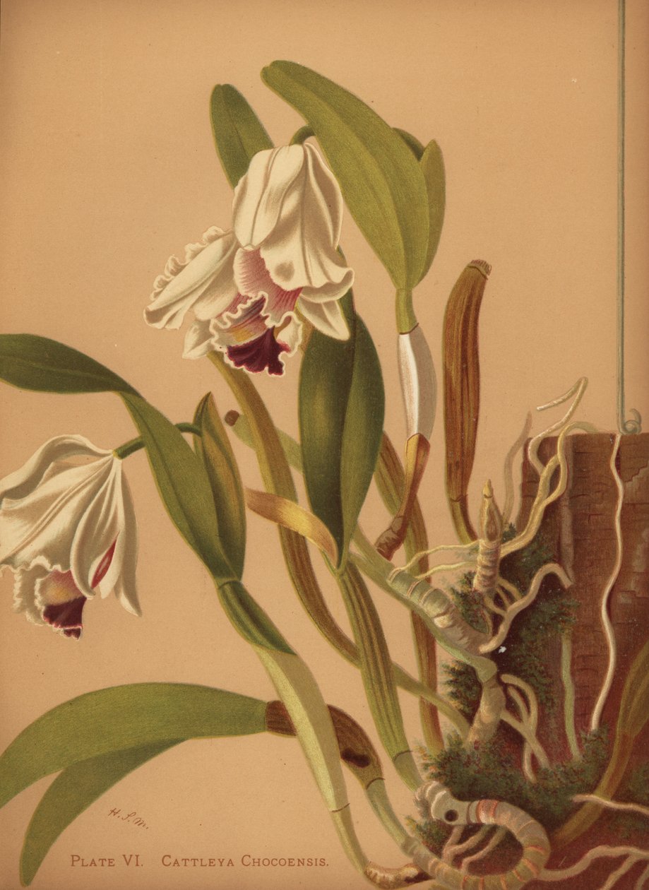 A bela cattleya ou azucenas, Cattleya quadricolor de Unknown