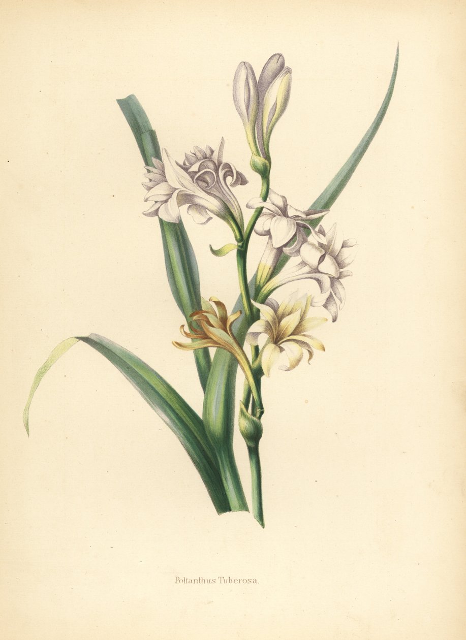 Tuberose, Polianthes tuberosa (Polianthus tuberosa de Unknown